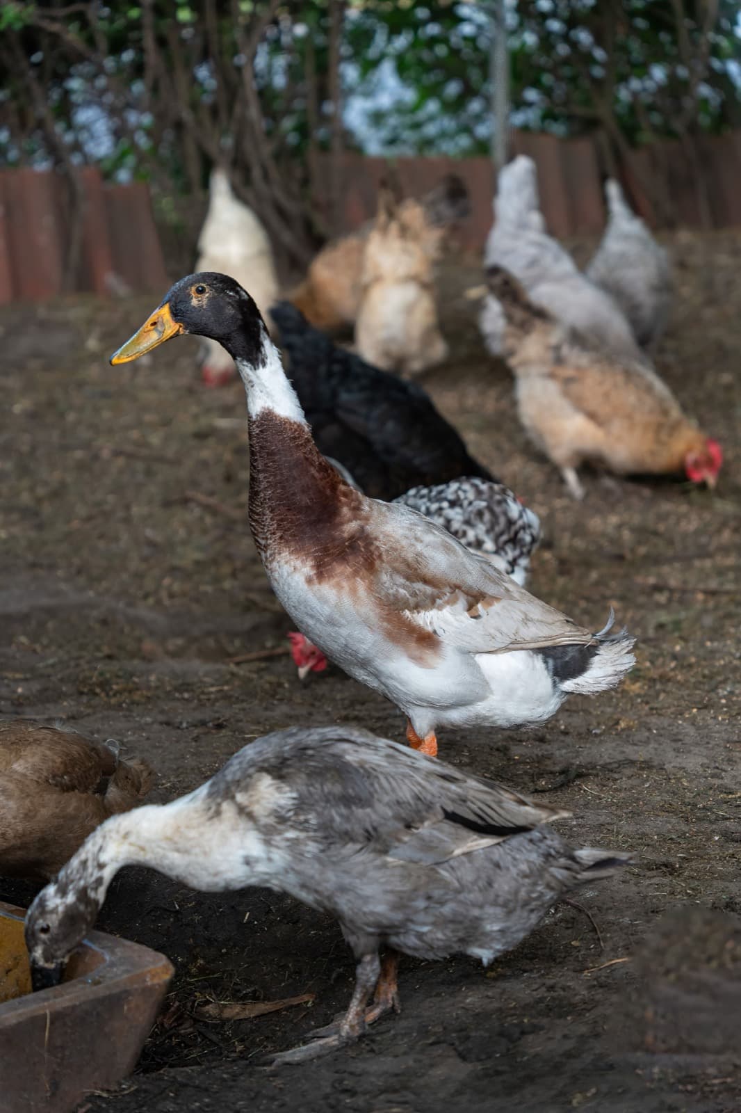 Enten gegen Schnecken