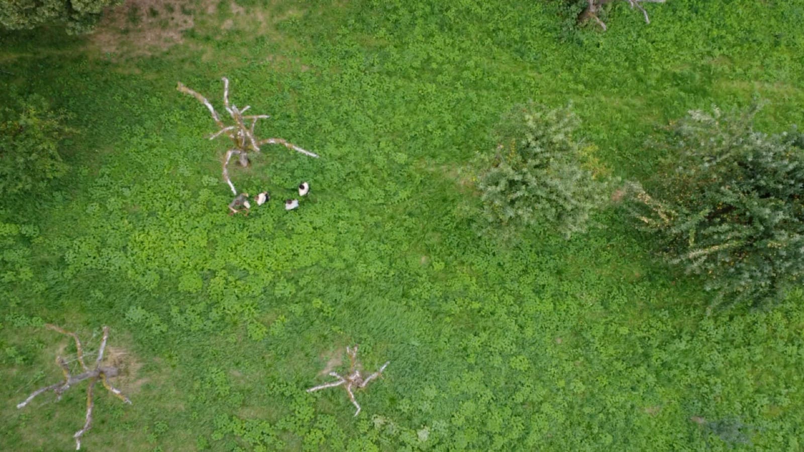 Drohnenflug über die Streuobstwiese am Galgenberg