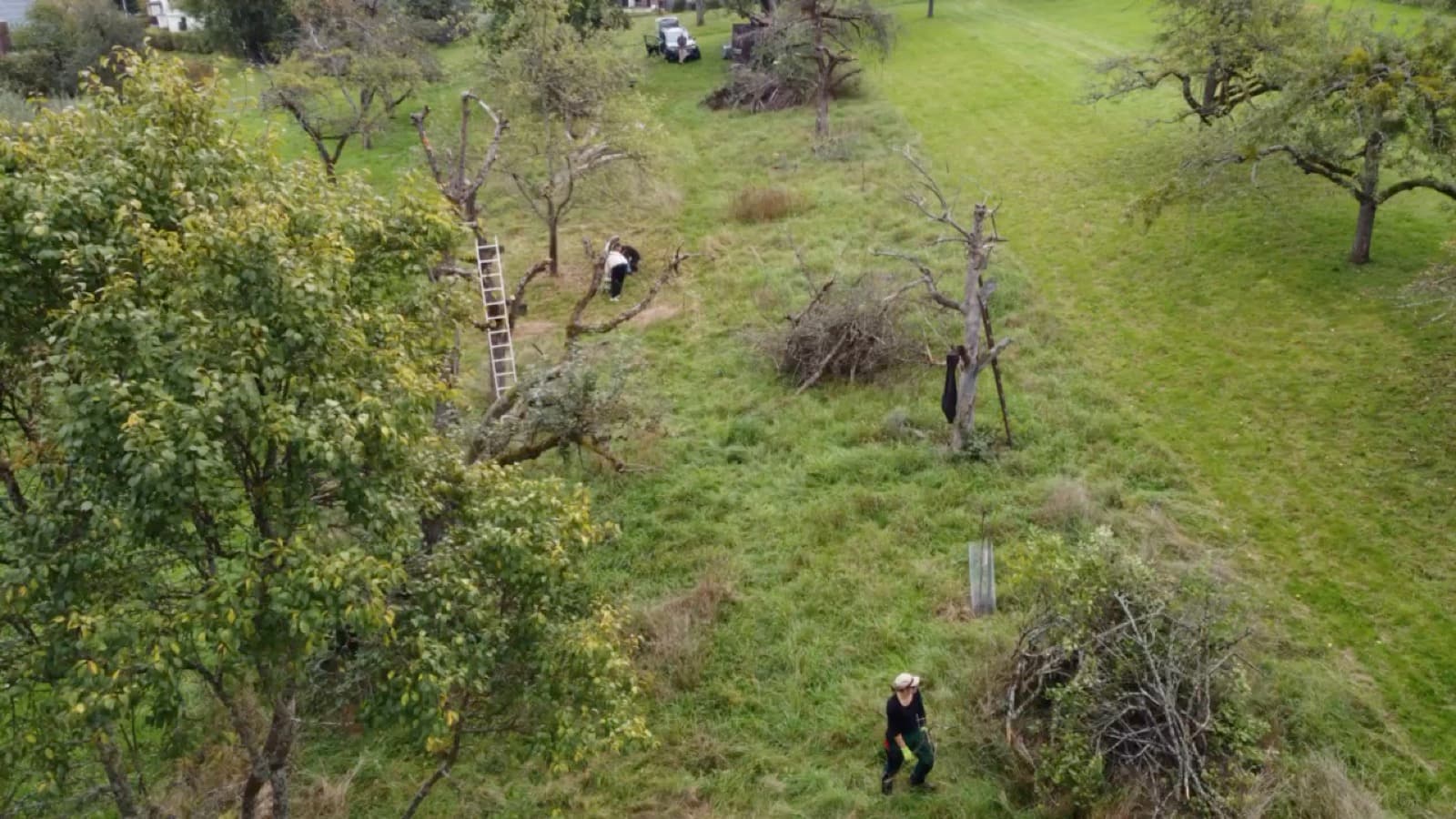 Drohnenflug über die Streuobstwiese in Oberensingen