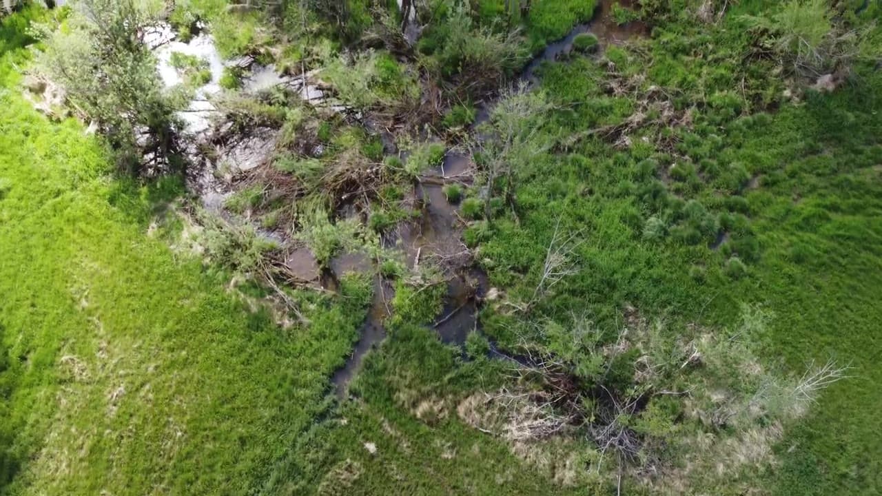 Drohnenflug über einen Bach mit Totholz im Auwald