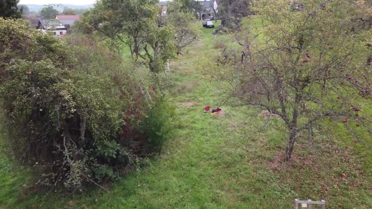 Drohnenflug über eine blühende Streuobstwiese in Oberensingen