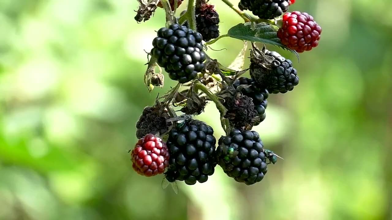 Reife Brombeeren am Strauch im Hausgarten