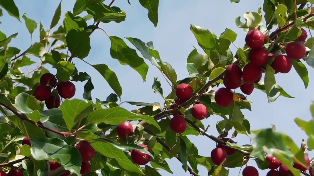 Reife Äpfel am Ast einer Streuobstwiese