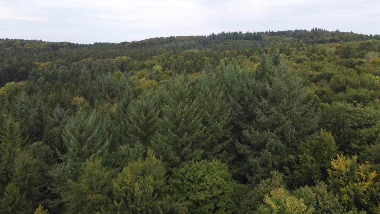 Drohnenflug über einen zusammenhängenden, unberührten Wald