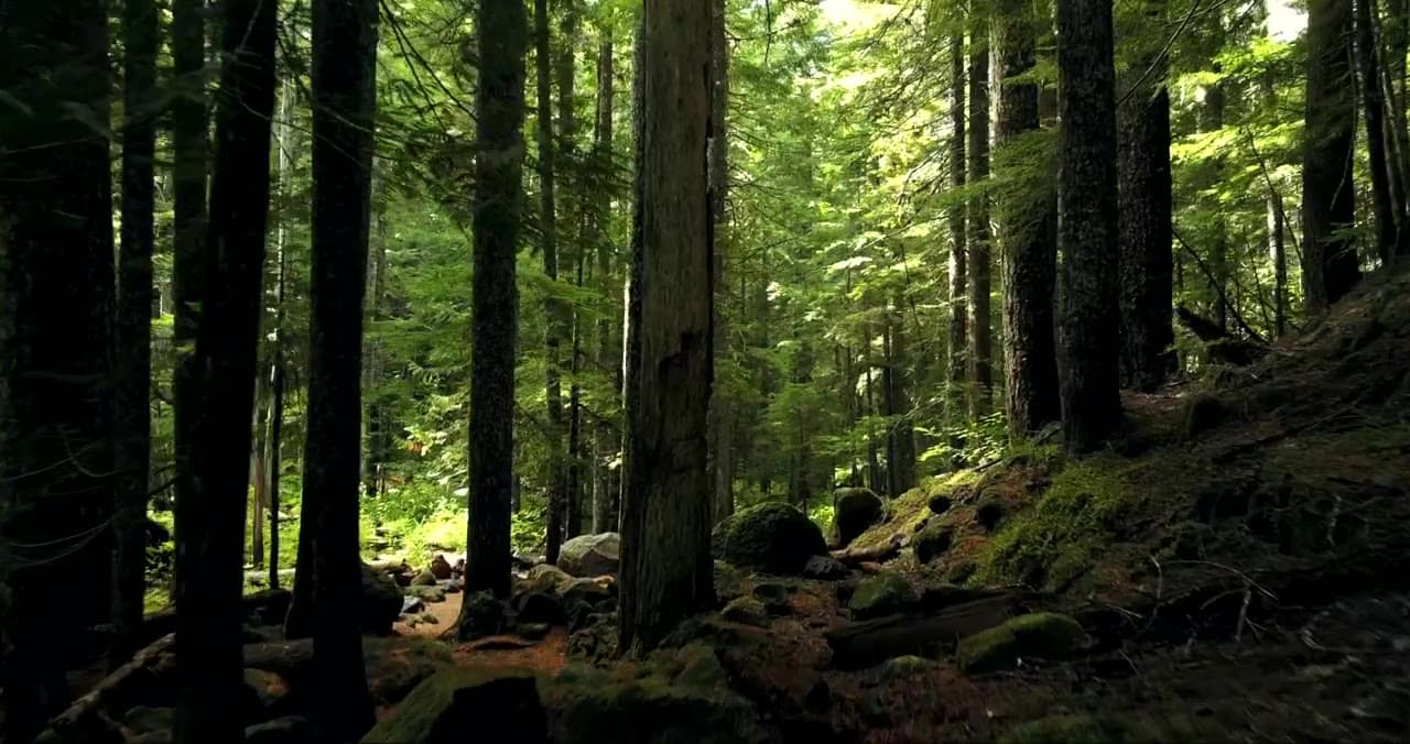Durch einen dichten Nadelwald mit moosbedeckten Felsen
