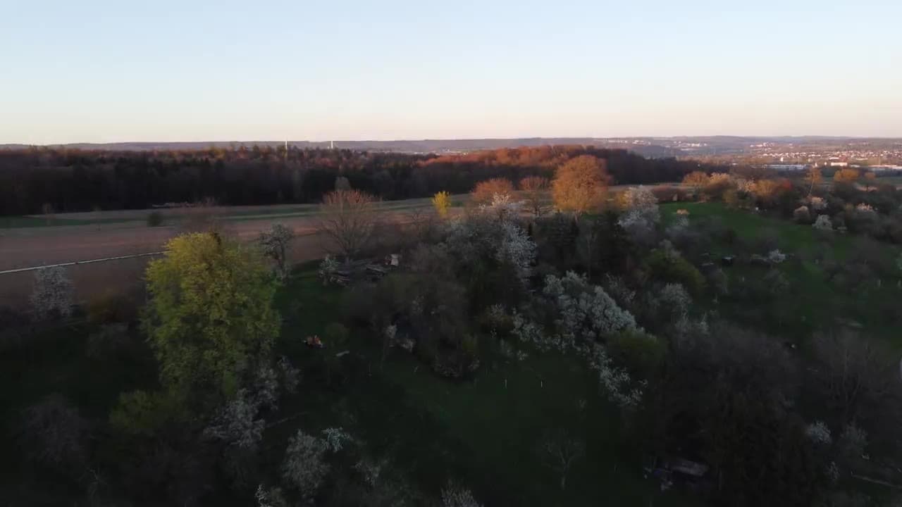 Drohnenflug über eine blühende Streuobstwiese im Frühling