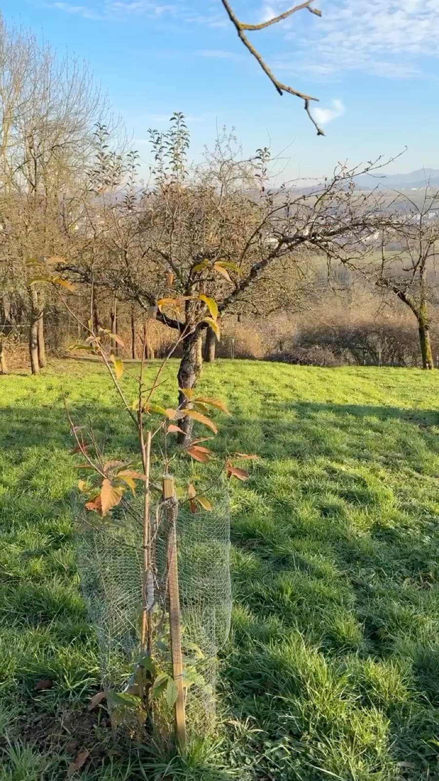 Drohnenflug über die Streuobstwiese in Zizishausen