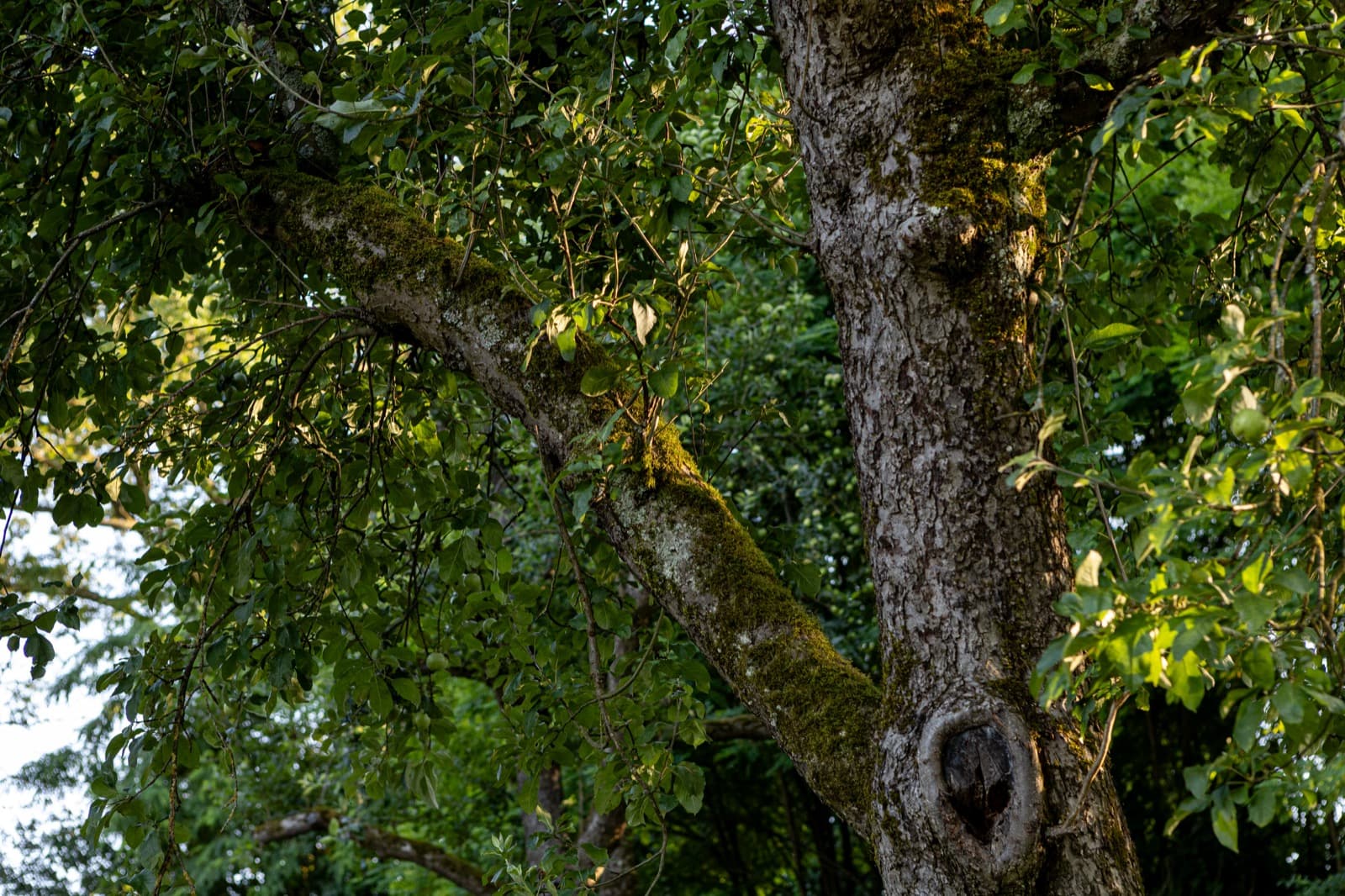 Moosbewachsener Ast eines alten Obstbaums am Galgenberg mit auffälliger Astgabel und Baumhöhle