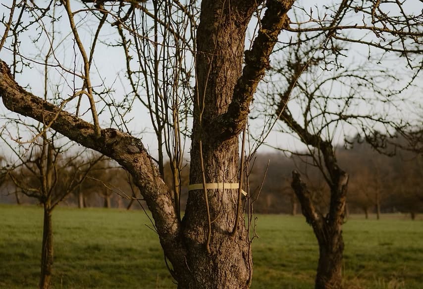 Gelbes Band am Stamm eines Altbaums, Kennzeichnung als Fair-Share-Baum zur öffentlichen Ernte