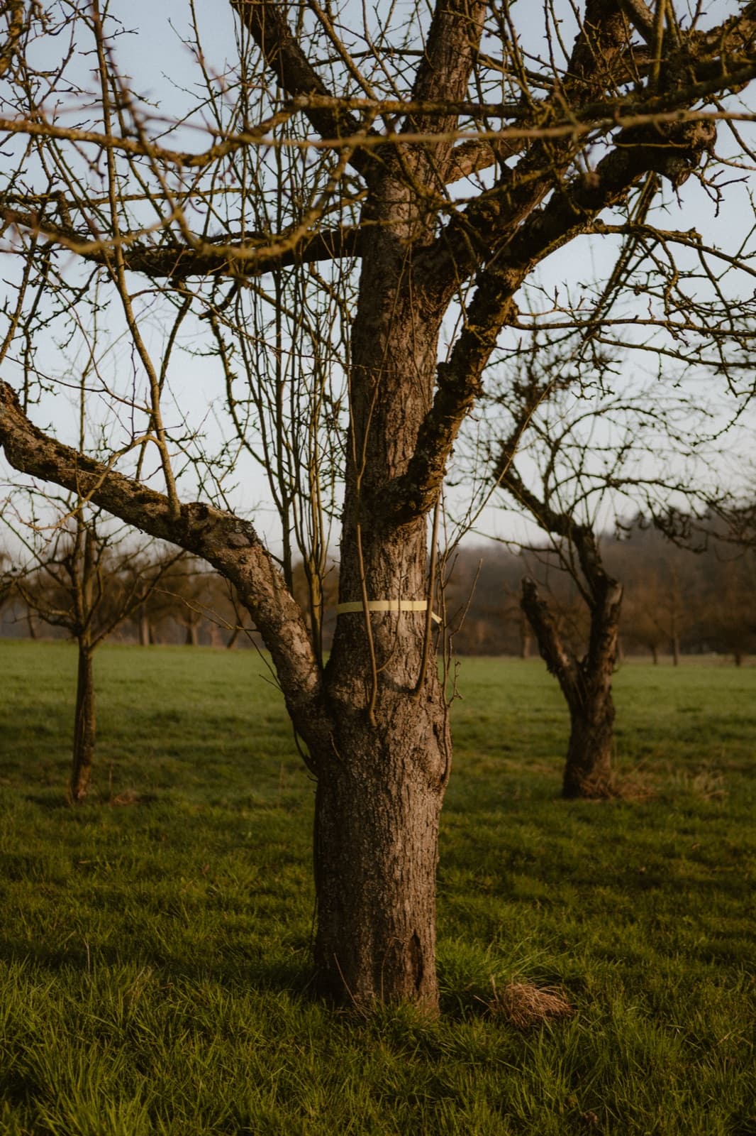 Fair-Share-Baum mit gelbem Band in der winterlichen Streuobstwiese, im Hintergrund weitere Altbäume