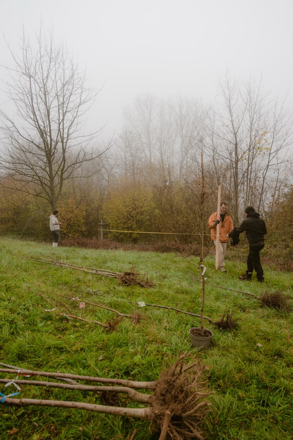 Wurzelnackte Jungbäume bereit zur Pflanzung im nebligen Novemberwetter