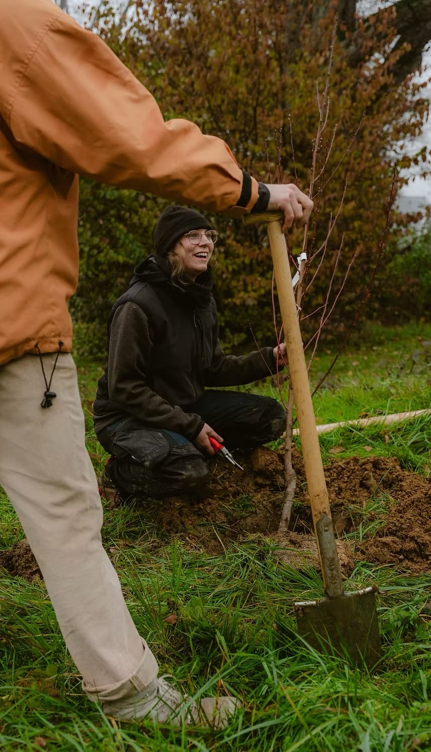Zwei Teammitglieder pflanzen gemeinsam einen jungen Obstbaum