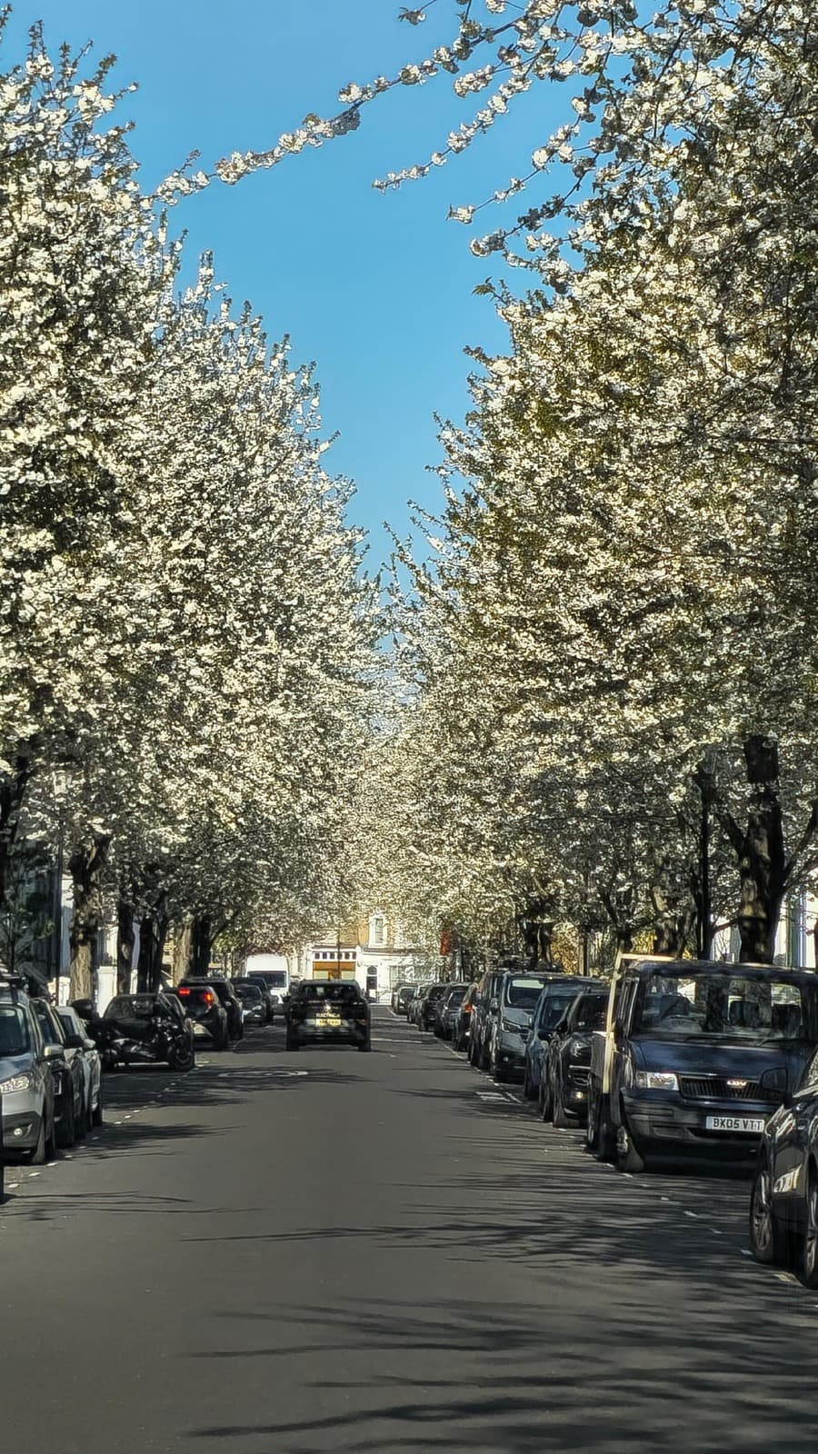 Blühende Baumallee über einer Straße mit parkenden Autos