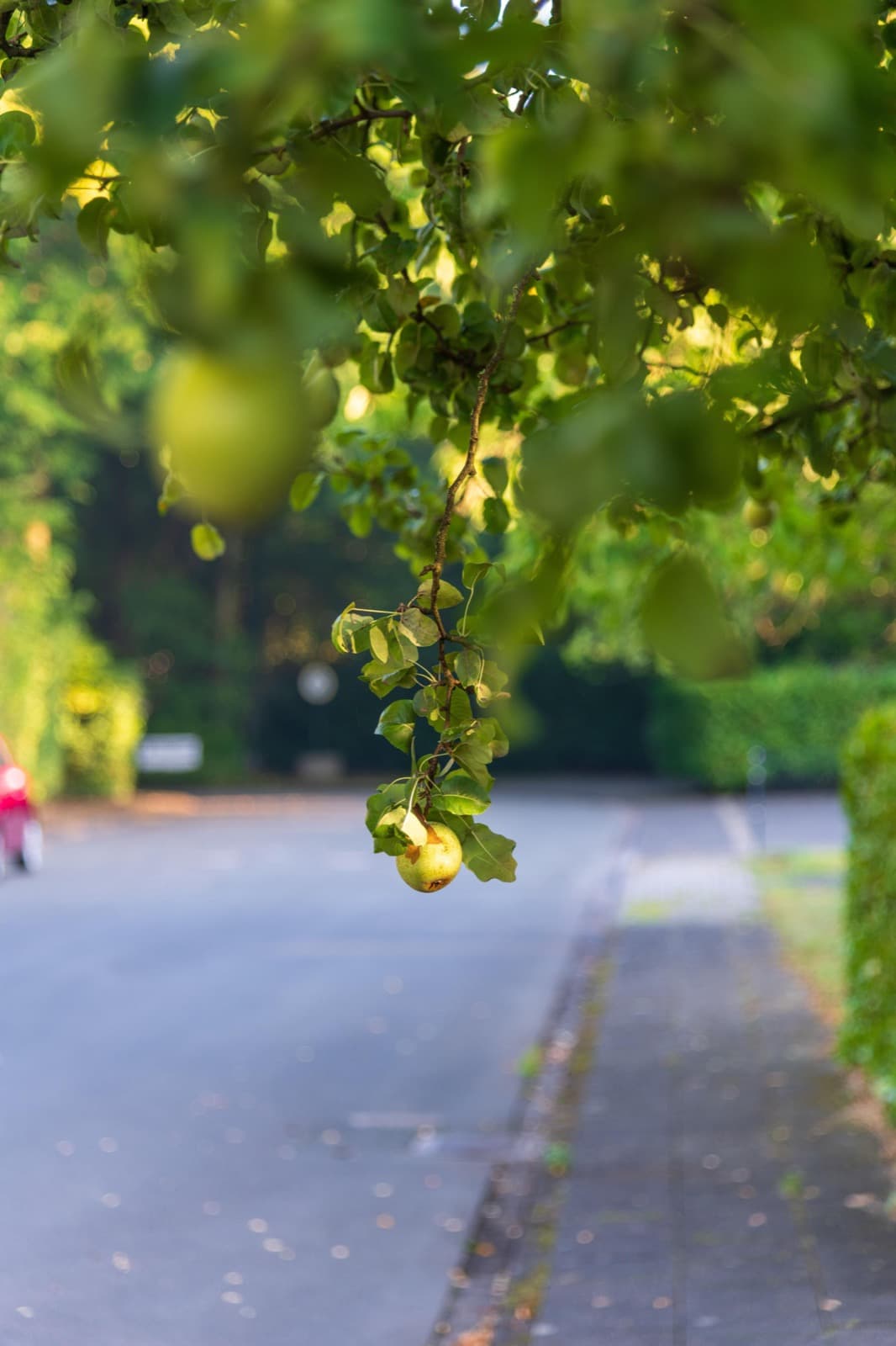 Obstbaum überhängt eine ruhige Stadtstraße mit reifen Früchten