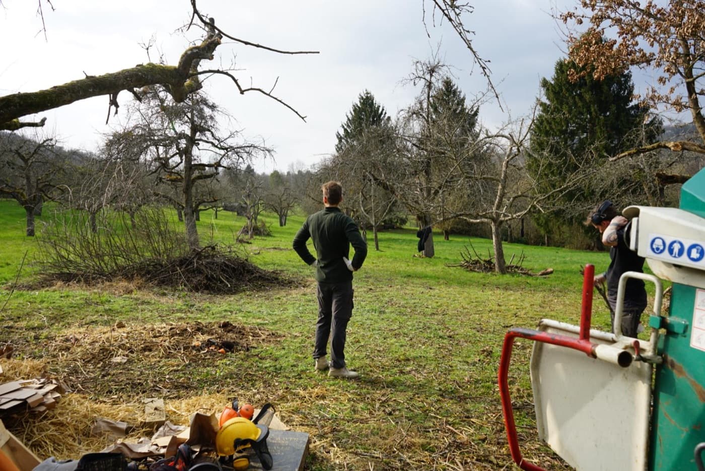 Selektive Baumpflege mit Häcksler statt Kahlschlag auf der Streuobstwiese in Oberensingen