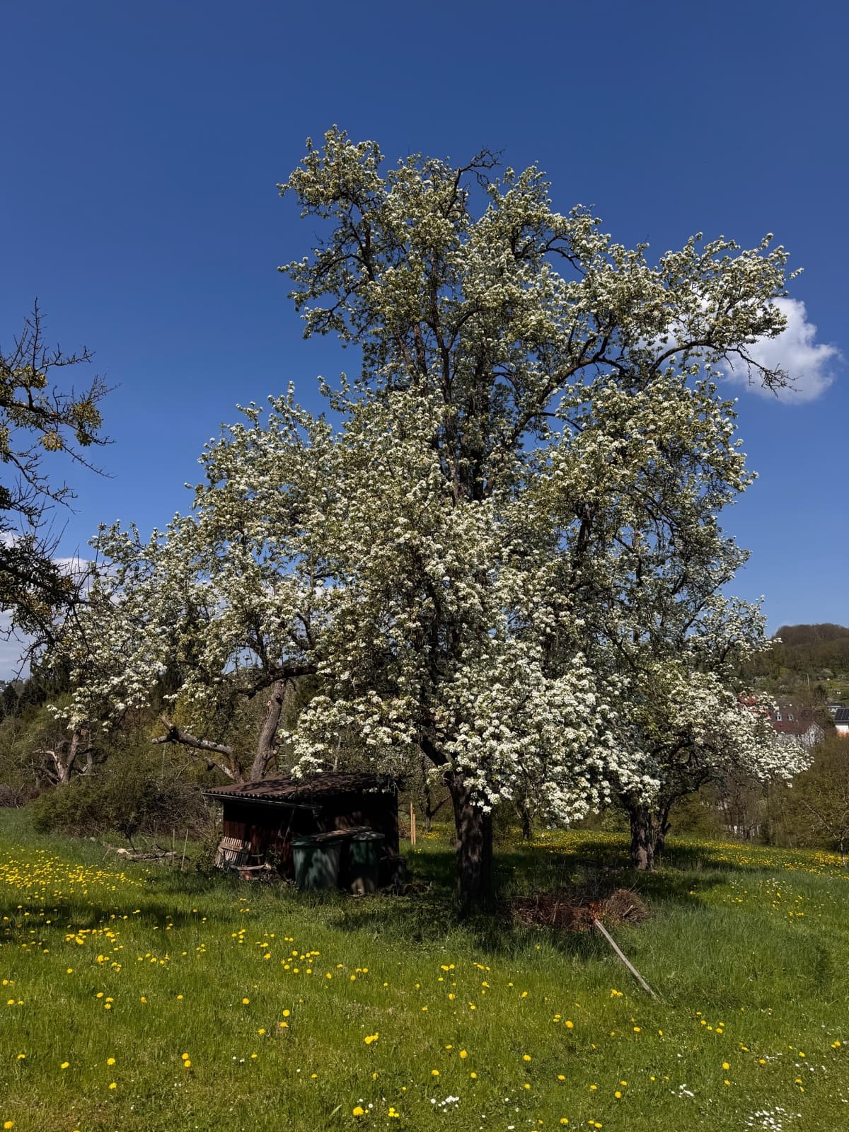 Baumgilden nach Obstsorte