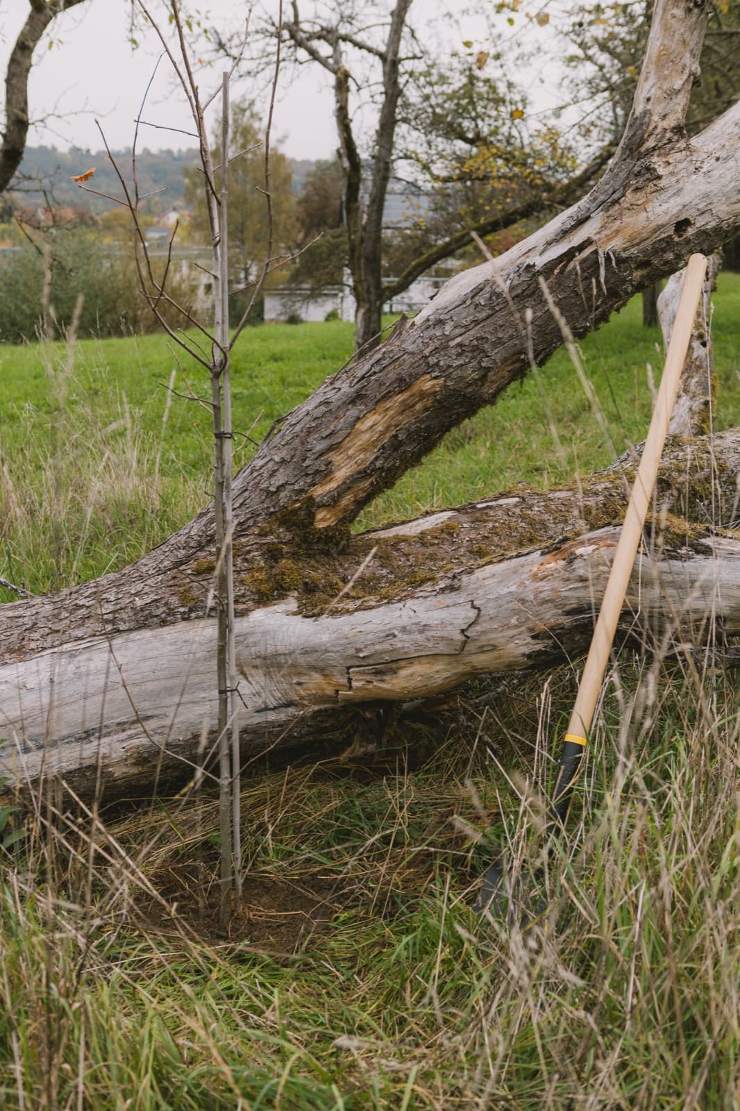 Junger, gepflanzter Baum neben einem alten Totholzstamm als Übergang zwischen den Sukzessionsstadien