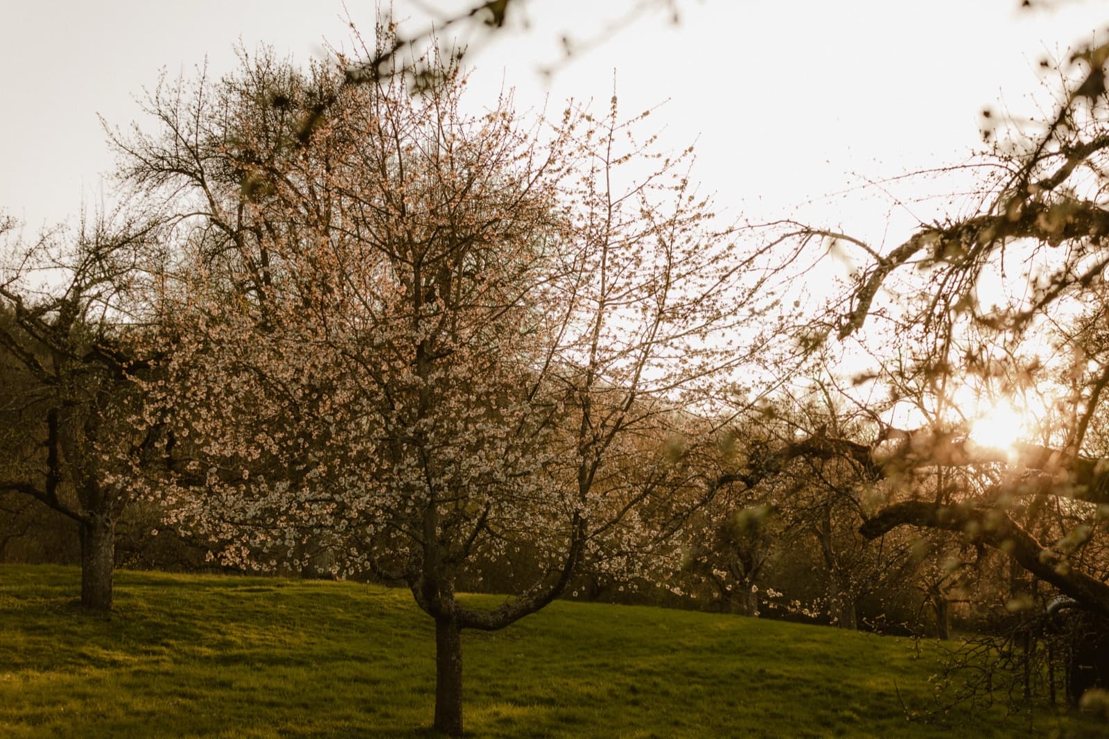Blühender Obstbaum im Abendlicht auf einer Streuobstwiese