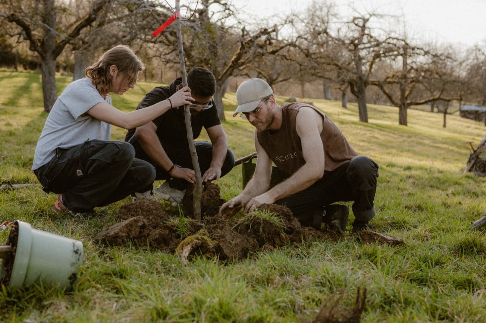 Das Team setzt bei der Pflanzaktion gemeinsam den Wurzelballen eines Jungbaums in die vorbereitete Grube