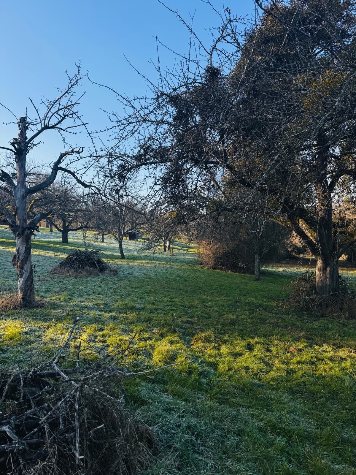 Raureif in der Morgenstimmung über der Wiese in Oberensingen