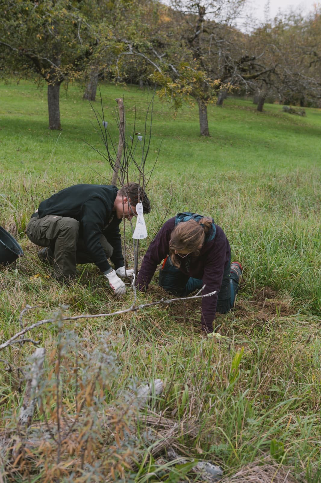 Teammitglieder pflanzen einen Jungbaum in Oberensingen