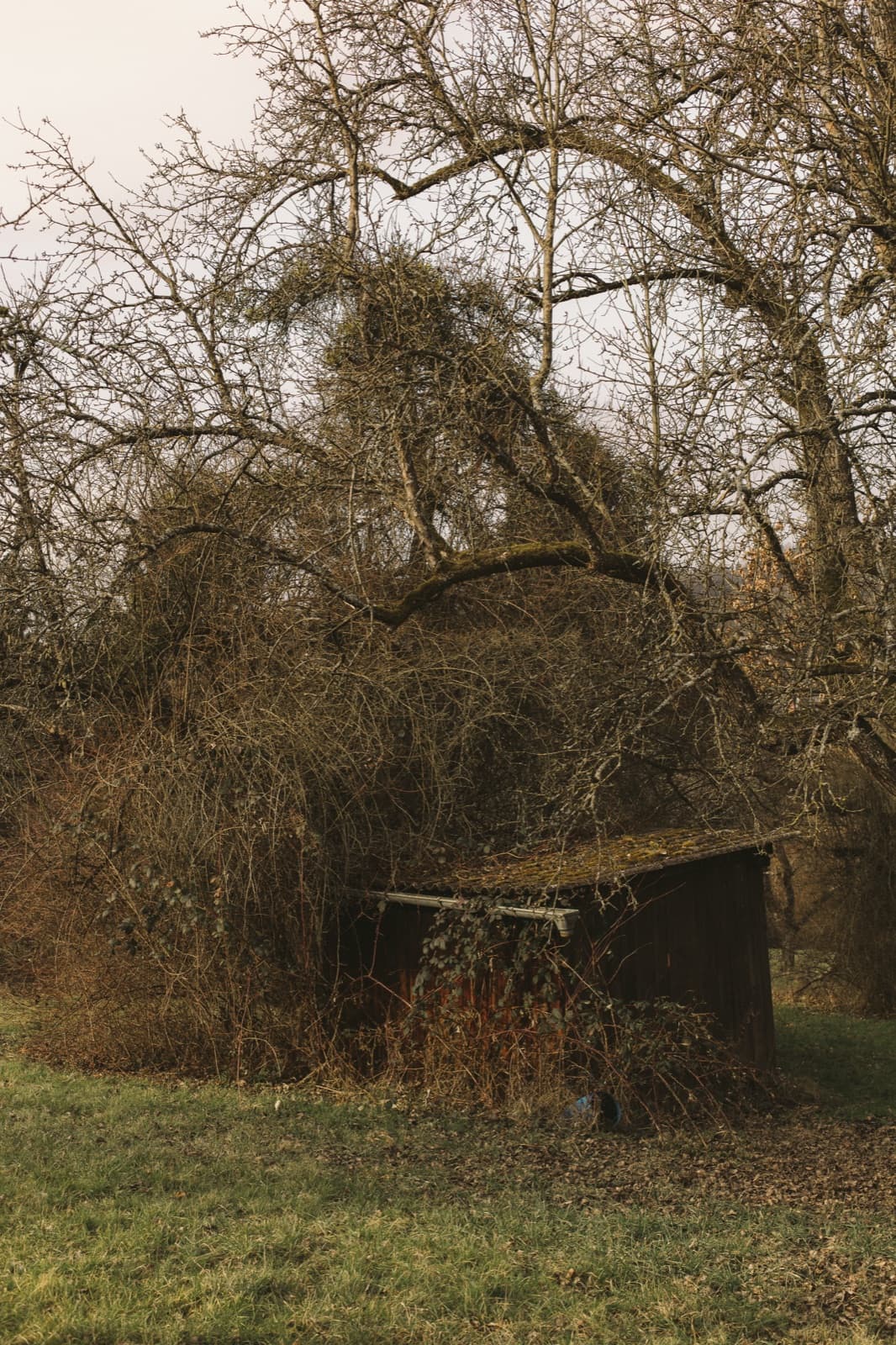 Von Wildwuchs überwucherte Hütte auf der vernachlässigten Fläche in Oberensingen vor der Revitalisierung