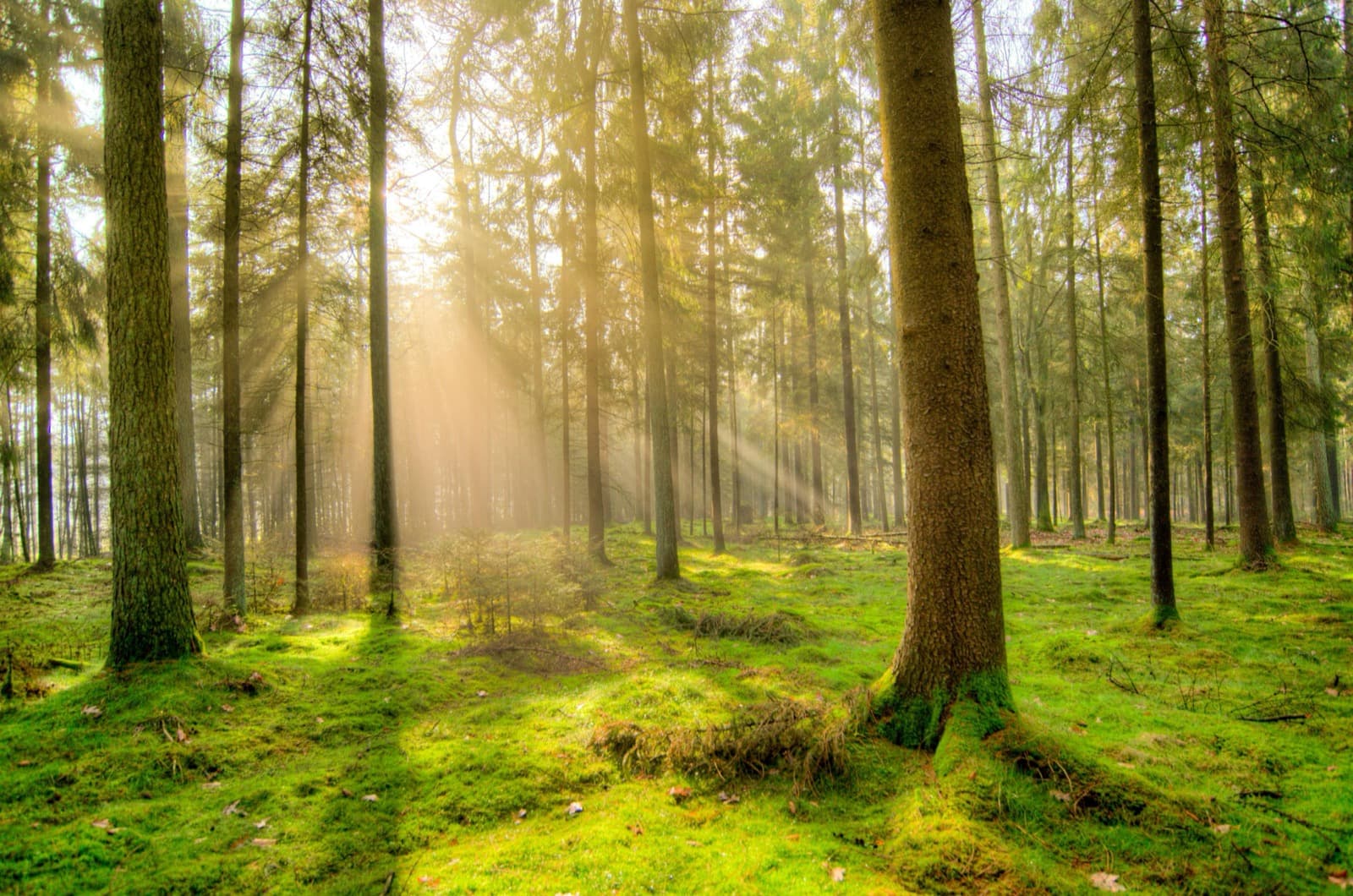Sonnenstrahlen fallen durch die Baumkronen eines Nadelwalds auf moosbedeckten Boden