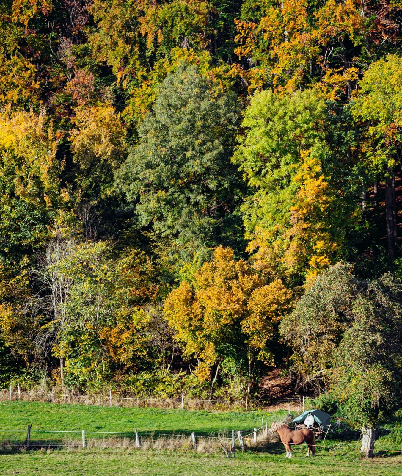Pferd mit Unterstand auf einer herbstlichen Weide am Waldrand