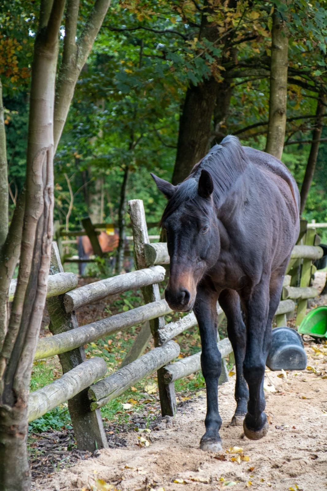 Pferd an einem naturnahen Weidezaun im Wald als Teil eines Paddocktrail-Systems
