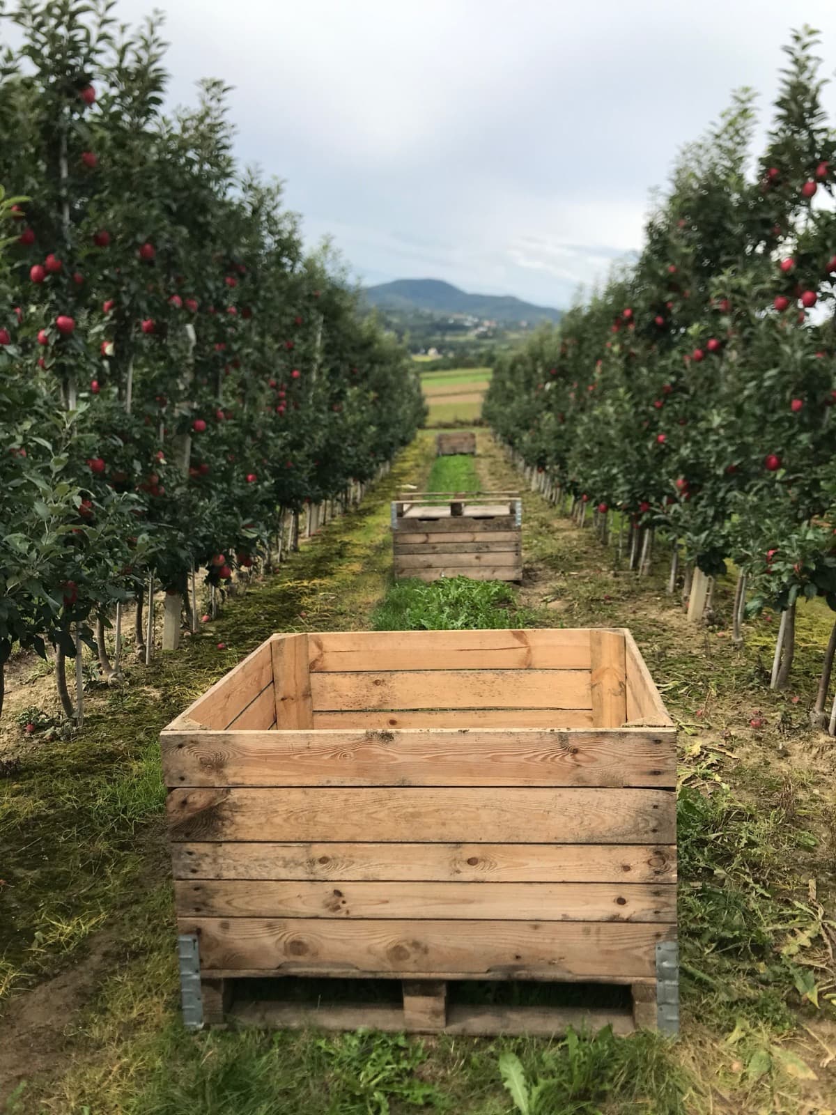 Feldspritzung mit Pestiziden in der konventionellen Landwirtschaft