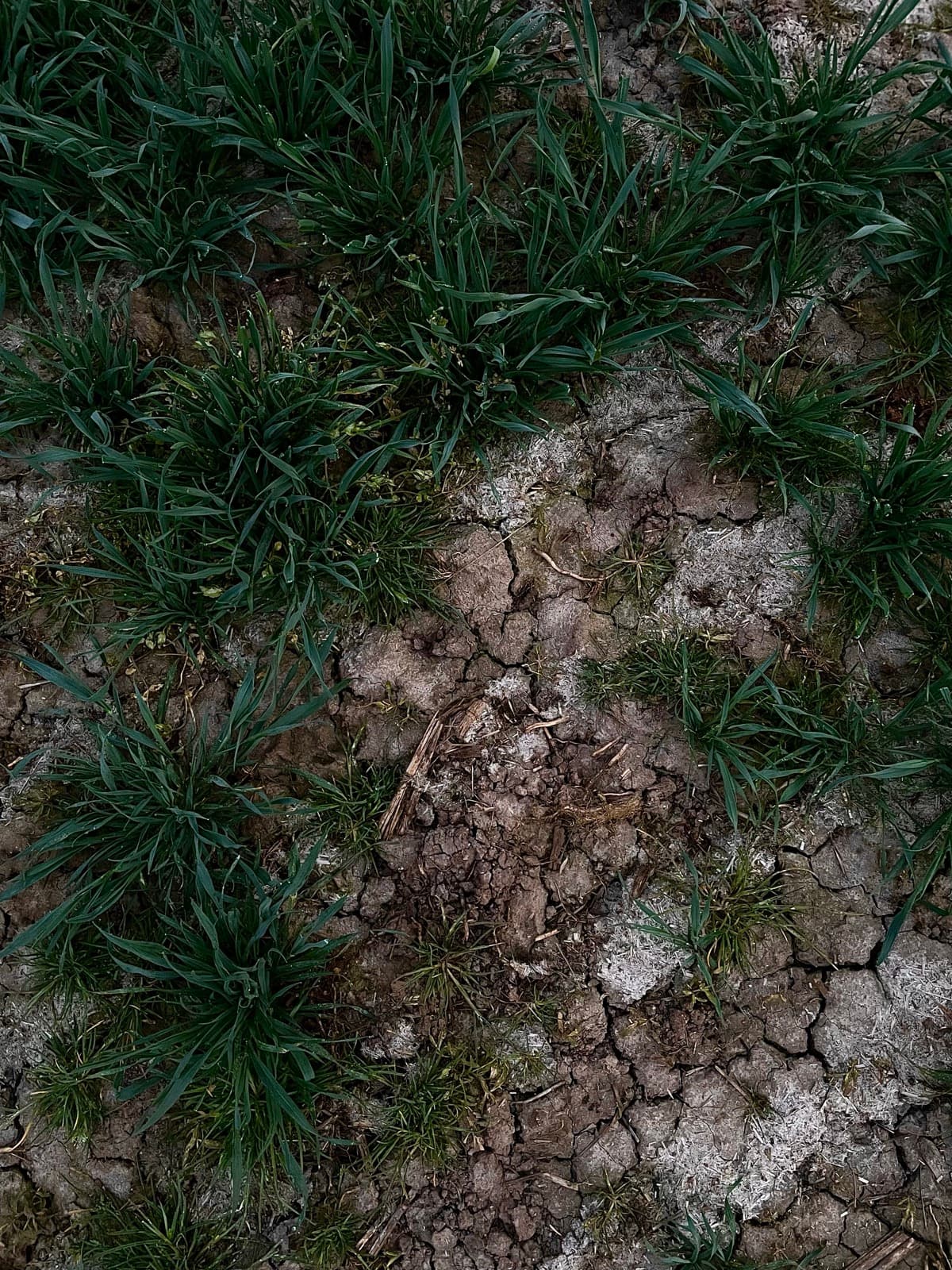 Konventionell bewirtschaftetes Feld ohne Randstrukturen für Nützlinge