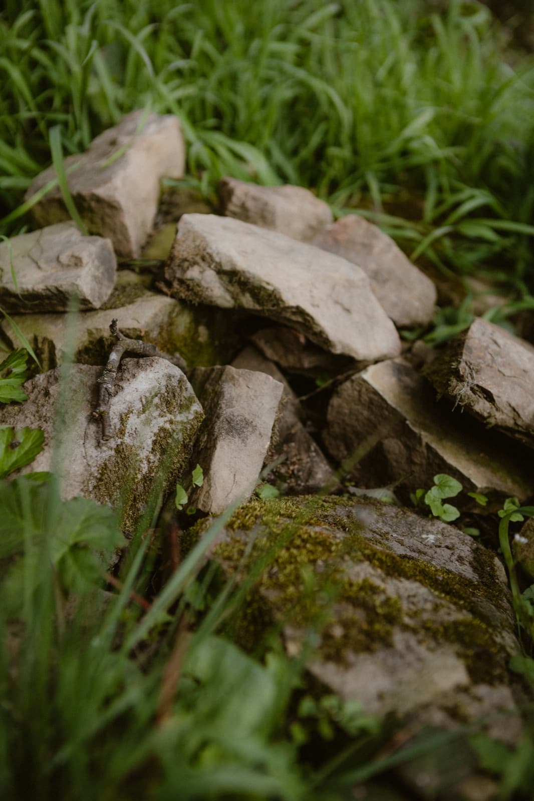 Steinhaufen als zusätzlicher Lebensraum für Kleintiere