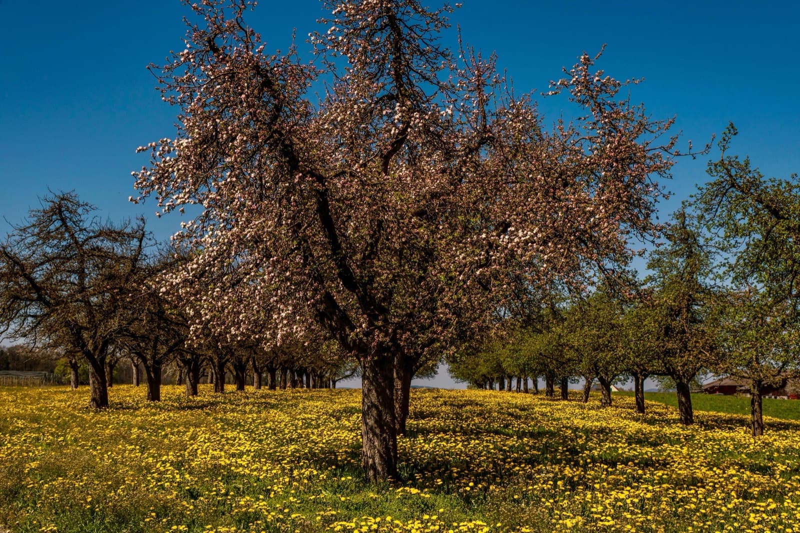 Blühende Obstbaumreihen über einer gelben Löwenzahnwiese im Frühling