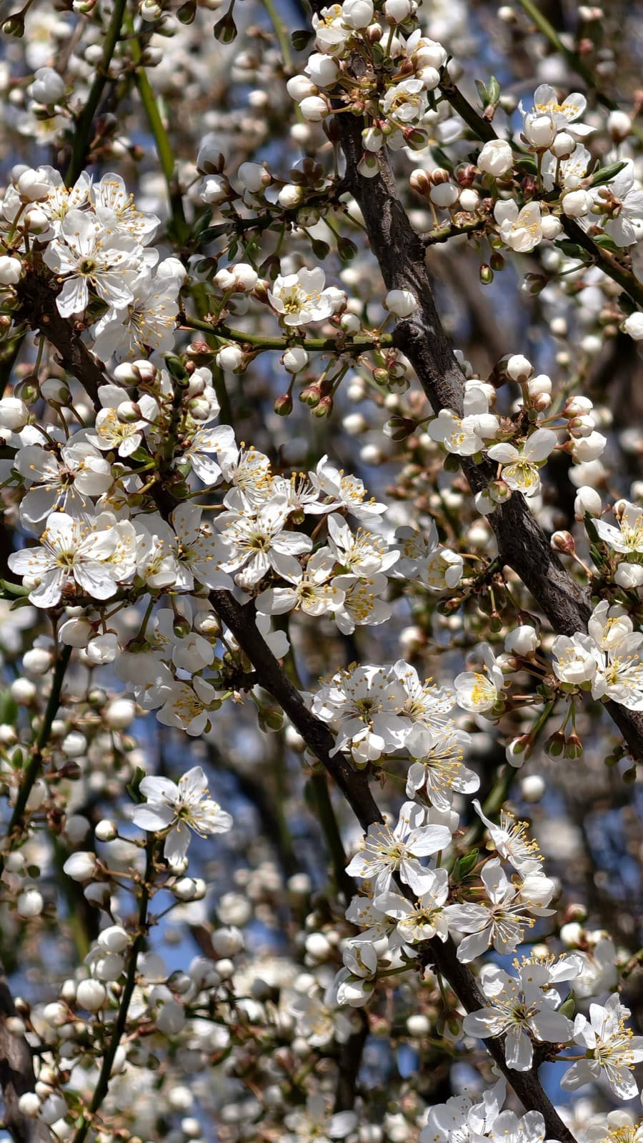 Nahaufnahme von weißer Kirschblüte im Sonnenlicht, empfindlich für Spätfröste