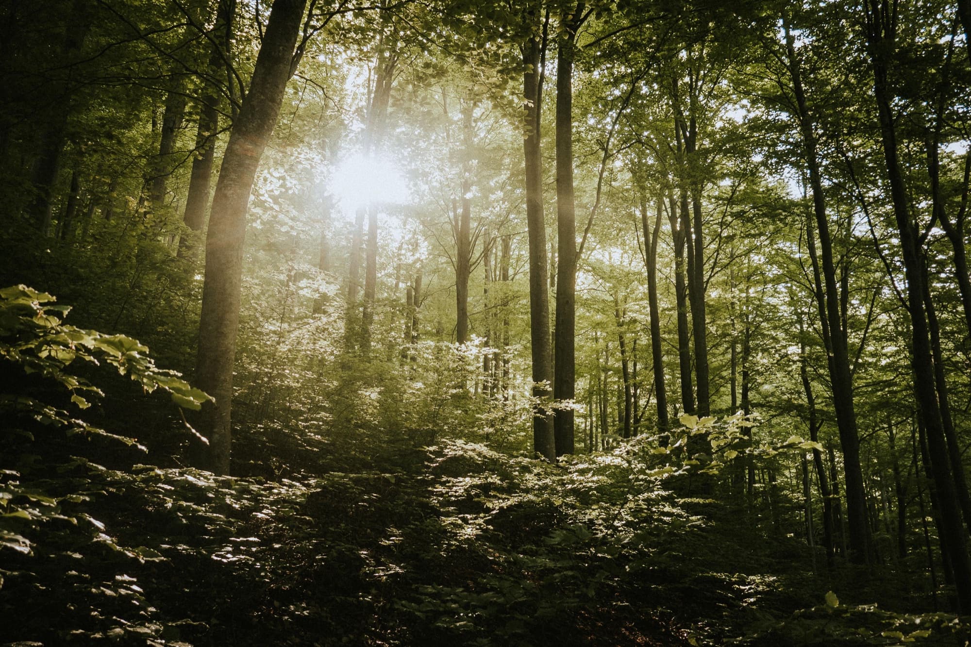 Sonnendurchfluteter Wald als Sinnbild für intakte Ökosysteme