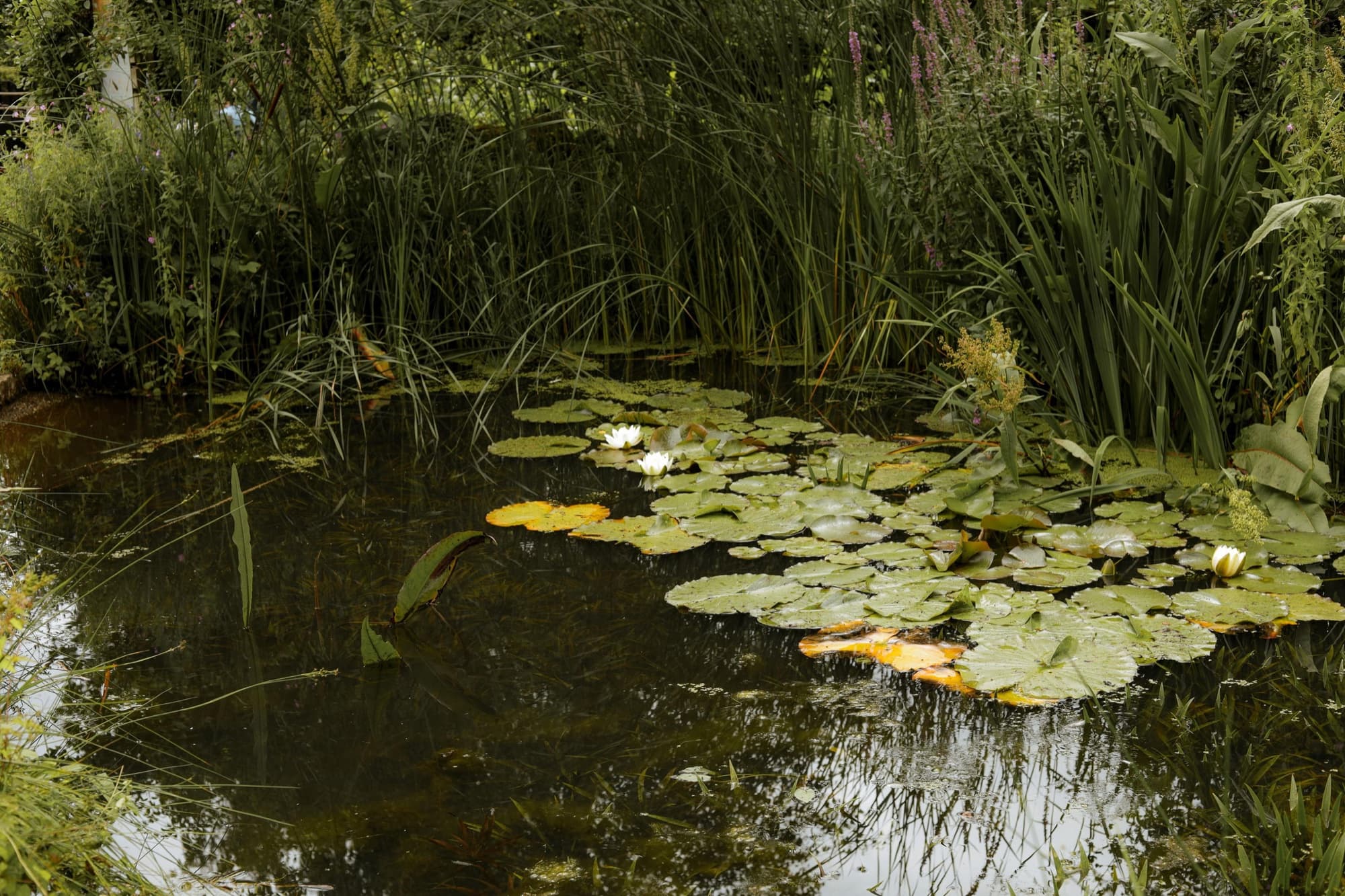 Wasser