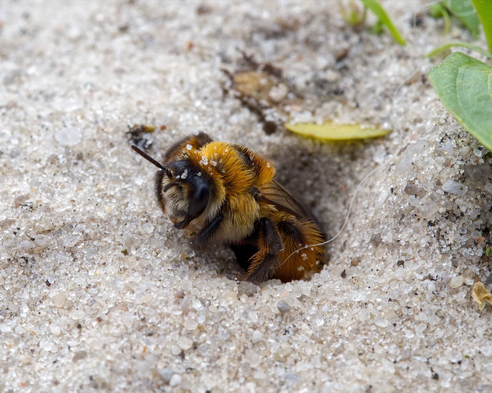 Wildbiene beim Verlassen ihres Nisthohlraums im Sandboden
