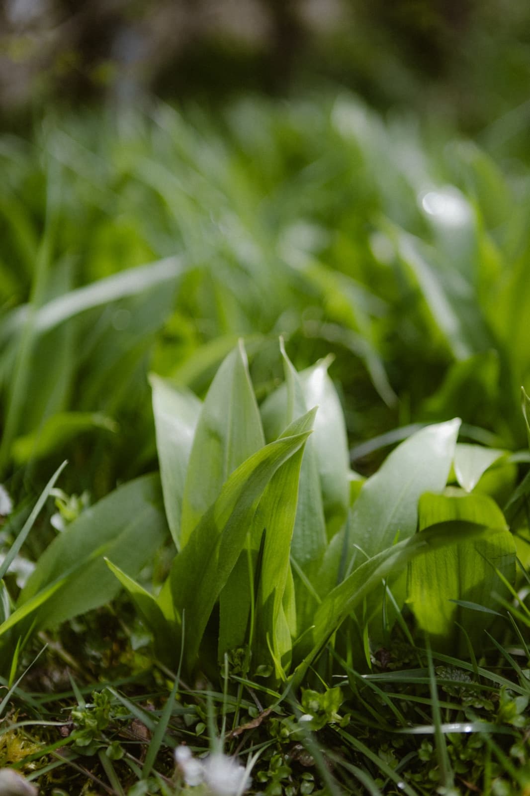 Artenreiche Wiese mit blühendem Bärlauch auf der PermaWaldGarten-Fläche in Zizishausen