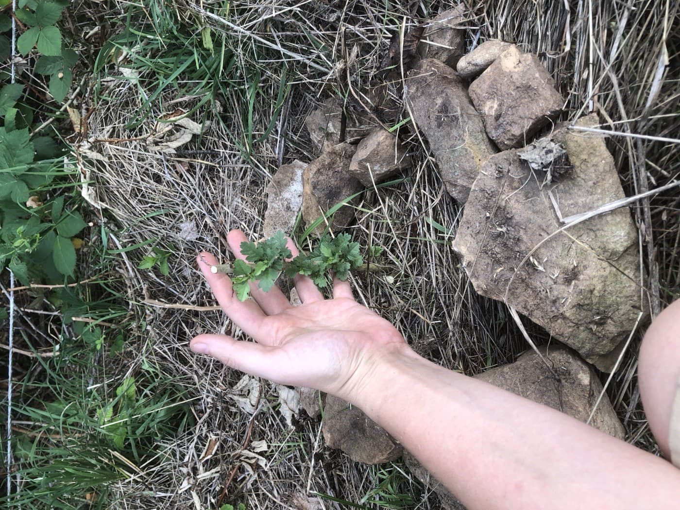 Beinwell-Steckling für den Bodenaufbau, gehalten in der Hand vor einem Steinhaufen
