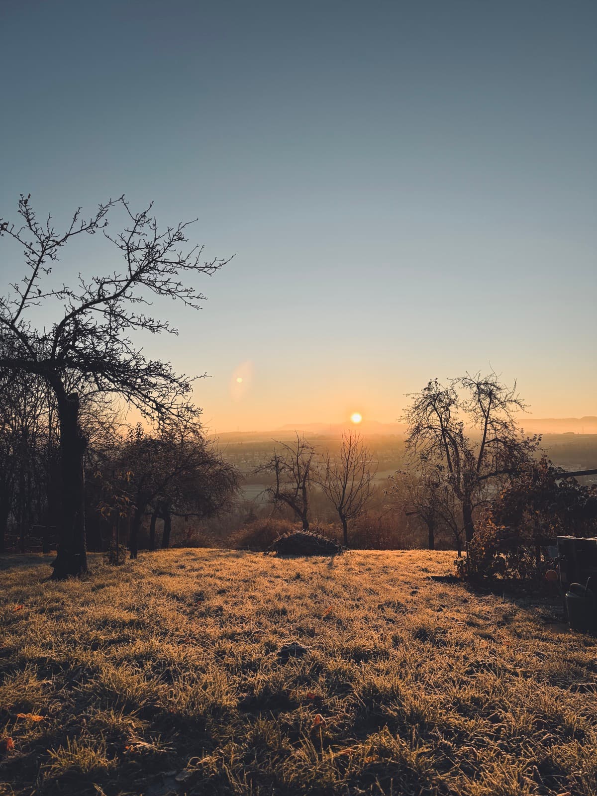 Frostiger Sonnenaufgang über der Streuobstwiese, kahler Baum im Vordergrund