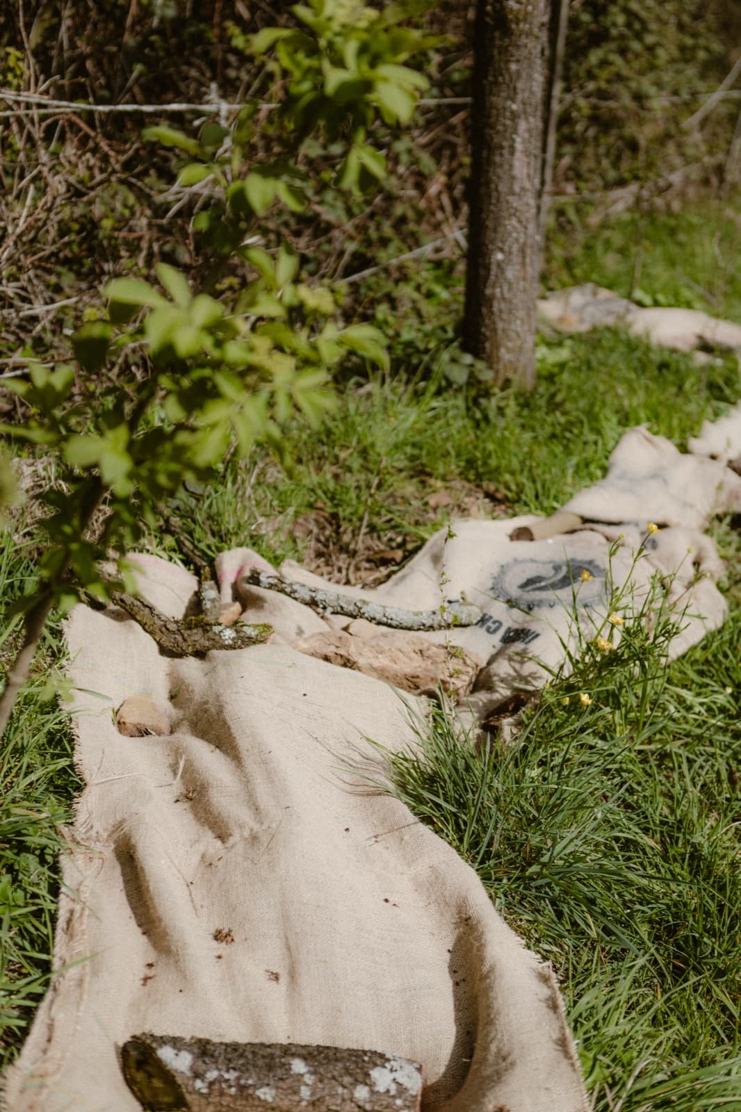 Ausgelegte Jute-Kaffeesäcke als bodendeckendes Mulchmaterial gegen Beikraut entlang der Hecke