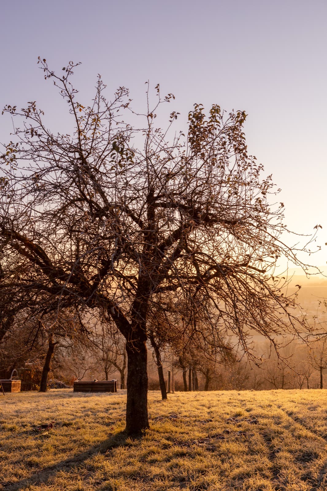 Kahler Obstbaum im Morgenlicht, im Hintergrund geht die Sonne auf