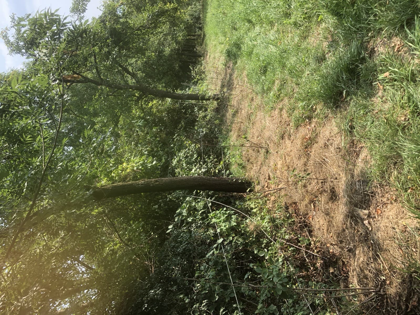 Gemulchte Fläche zur Wasserspeicherung im Boden in Zizishausen