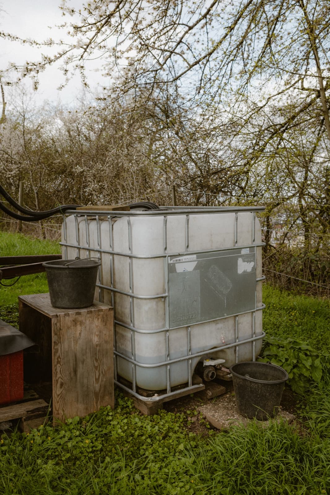 IBC-Container zur Regenwassersammlung als Vorsorge gegen Trockenperioden in Zizishausen