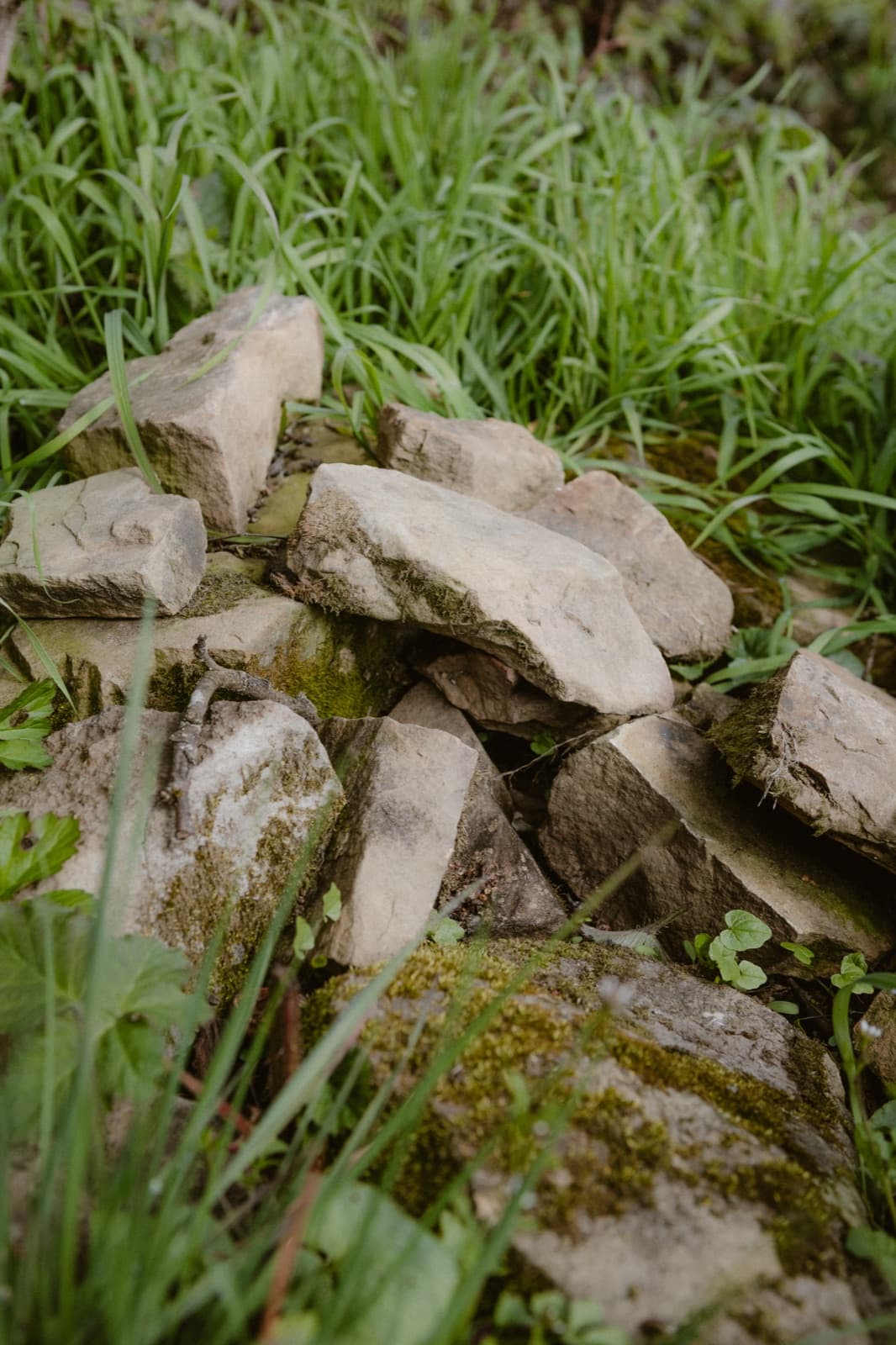 Angelegter Steinhaufen als Lebensraum-Element, wie es sich auch in städtische Grünflächen integrieren lässt